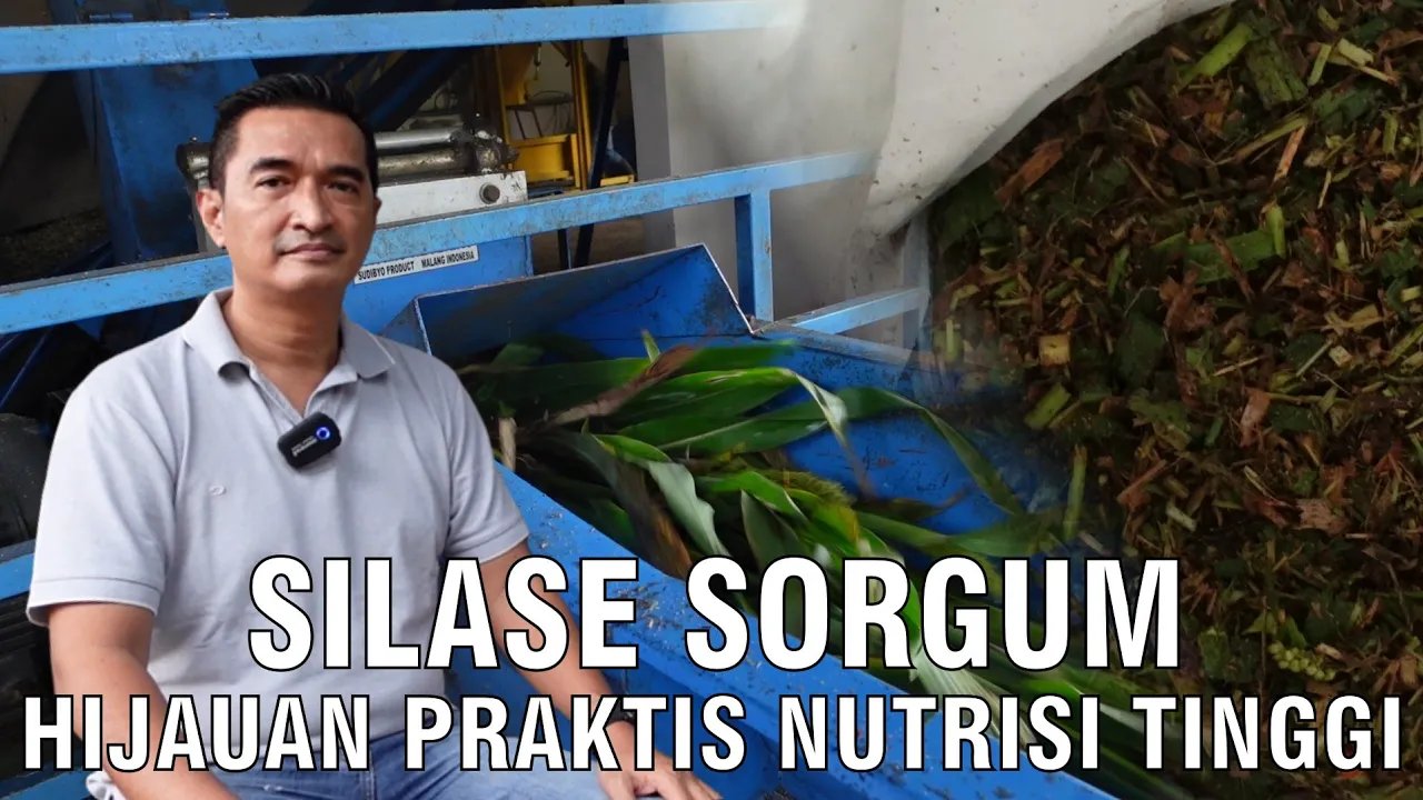 
                                 Silase-Sorgum-Pakan-Ternak-Hijauan-Praktis-Nutrisi-Tinggi